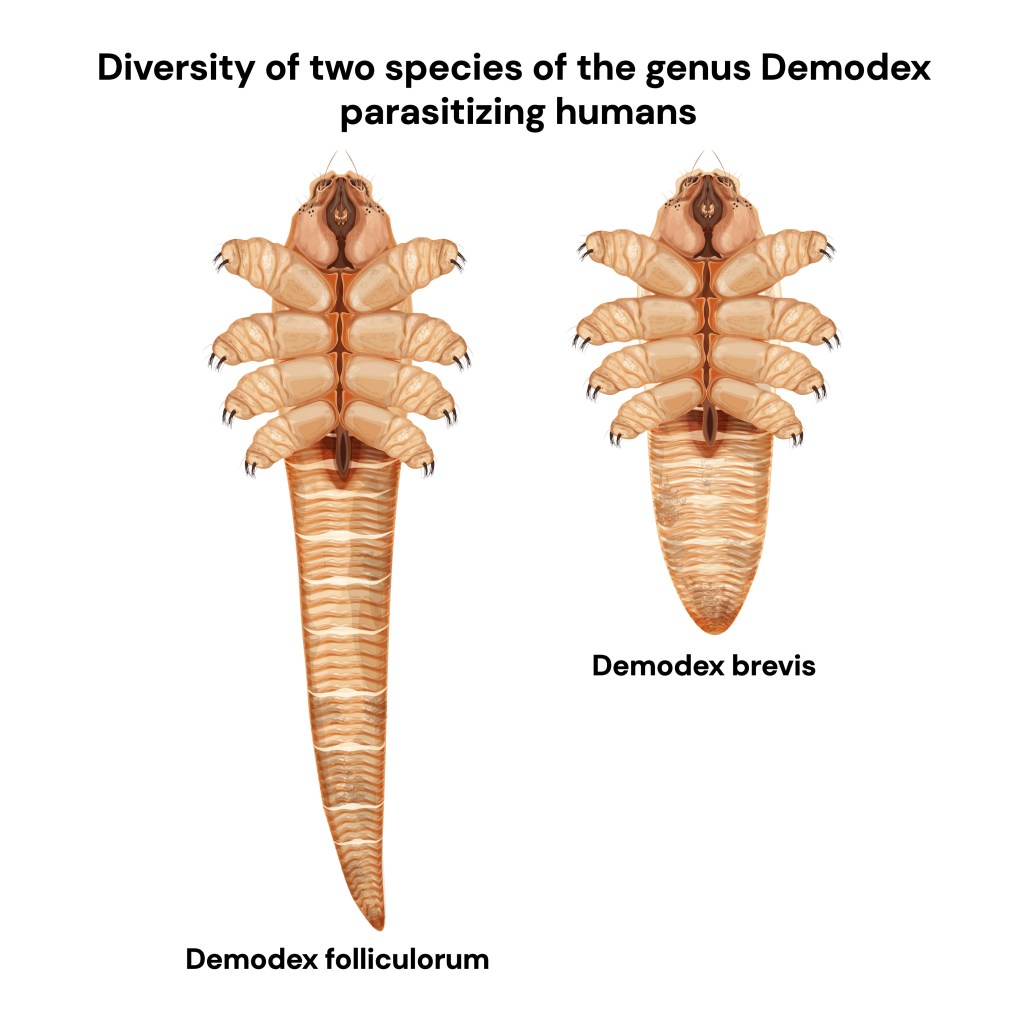 Two species affect humans - Demodex folliculorum and Demodex brevis.